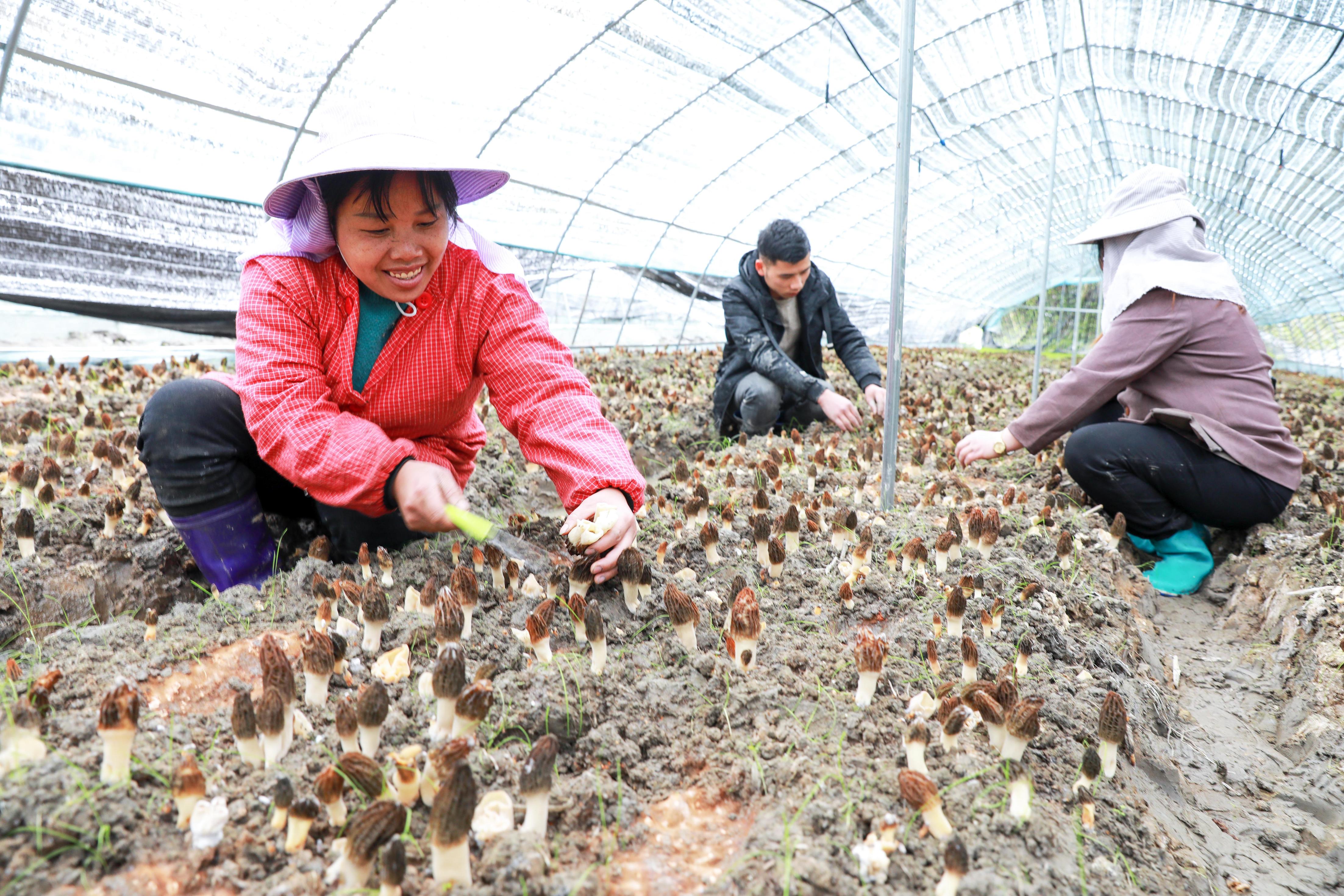 关于野生篮球运动在乡村地区掀起新热潮，促进乡村振兴战略的信息