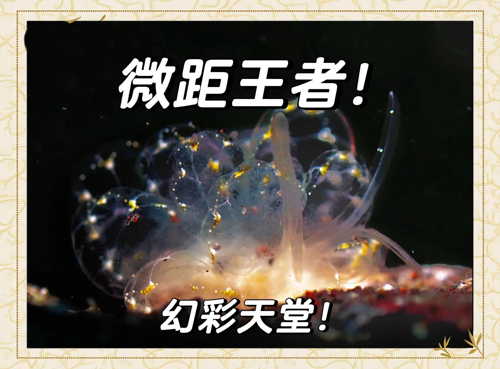 海底水下寻宝大赛，神秘宝藏等你探索的简单介绍