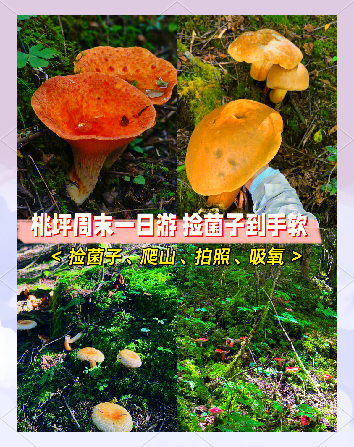 包含山野采蘑菇徒步，与大自然亲密接触的词条