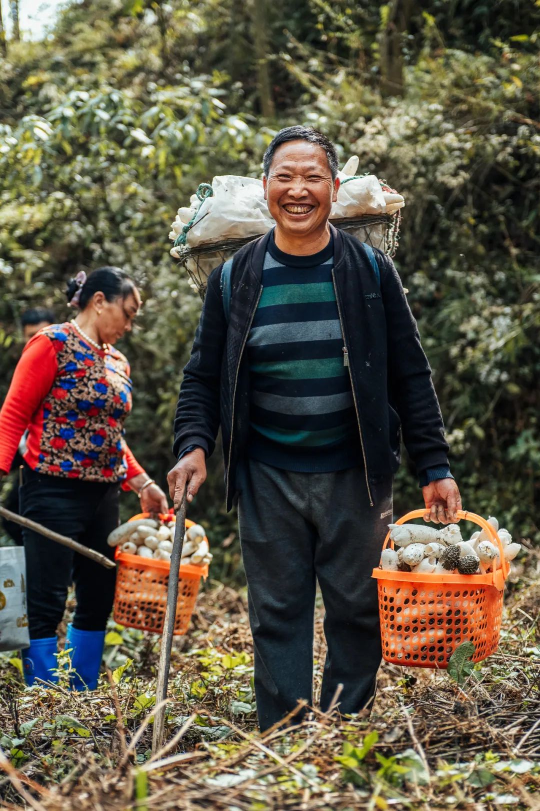 包含山野采蘑菇徒步，与大自然亲密接触的词条